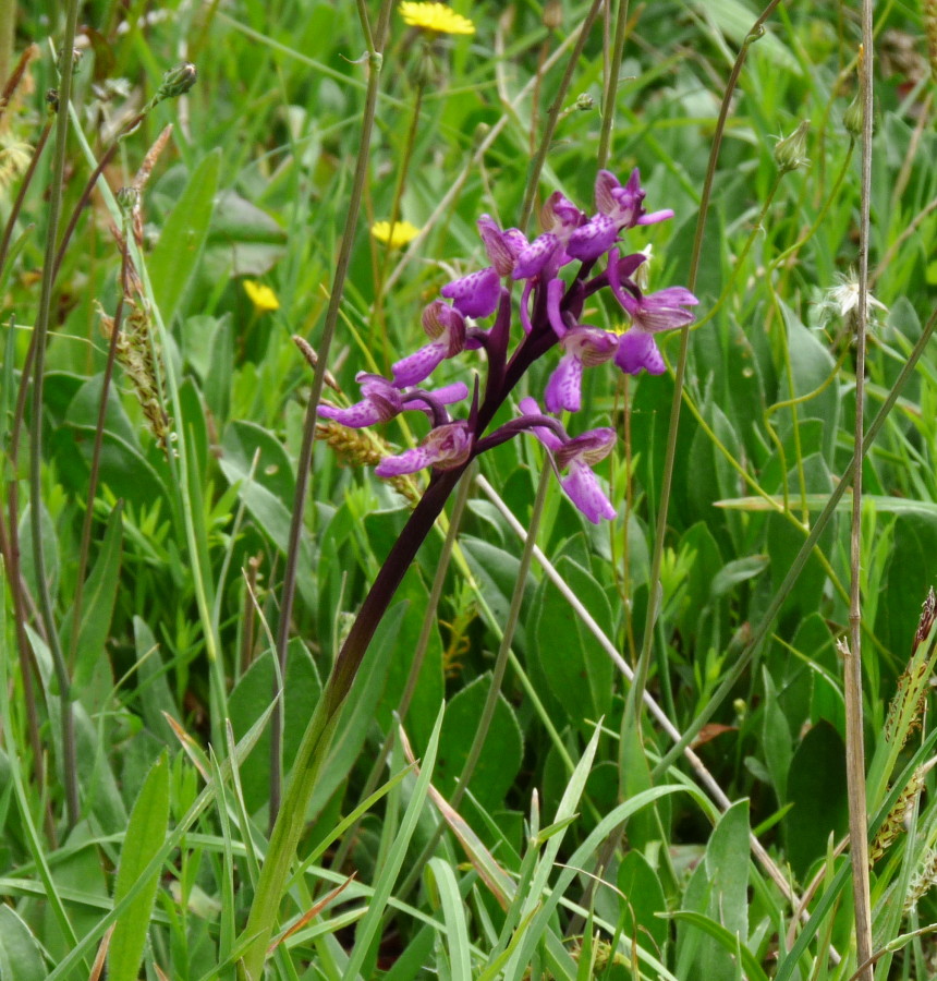 Anacamptis morio